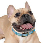 Dream Catcher Dog Collar