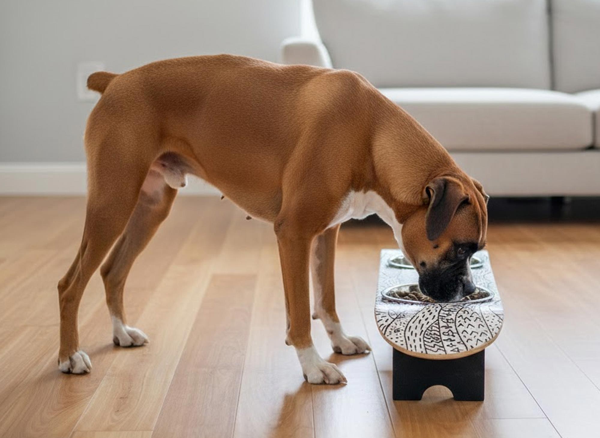 Elevated Dog Bowls for Small to Medium Dogs: An Honest Buyer's Guide