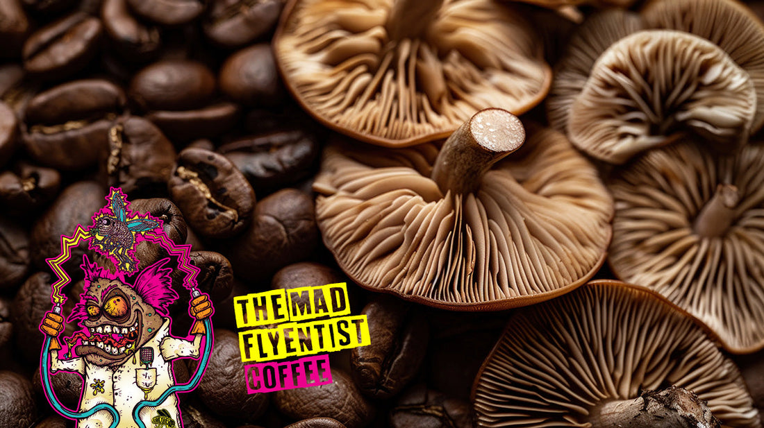 Mushroom Coffee vs. Regular Coffee: What’s the Difference?