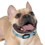 Dream Catcher Dog Collar