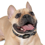 Dog Pack Dog Collar